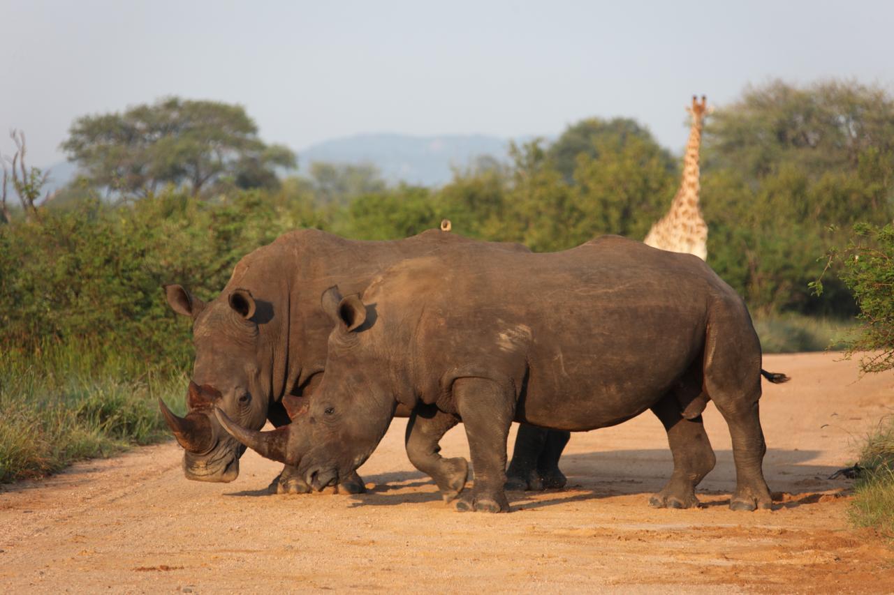 Rhino Ridge Safari Lodge KwaNompondo Екстер'єр фото
